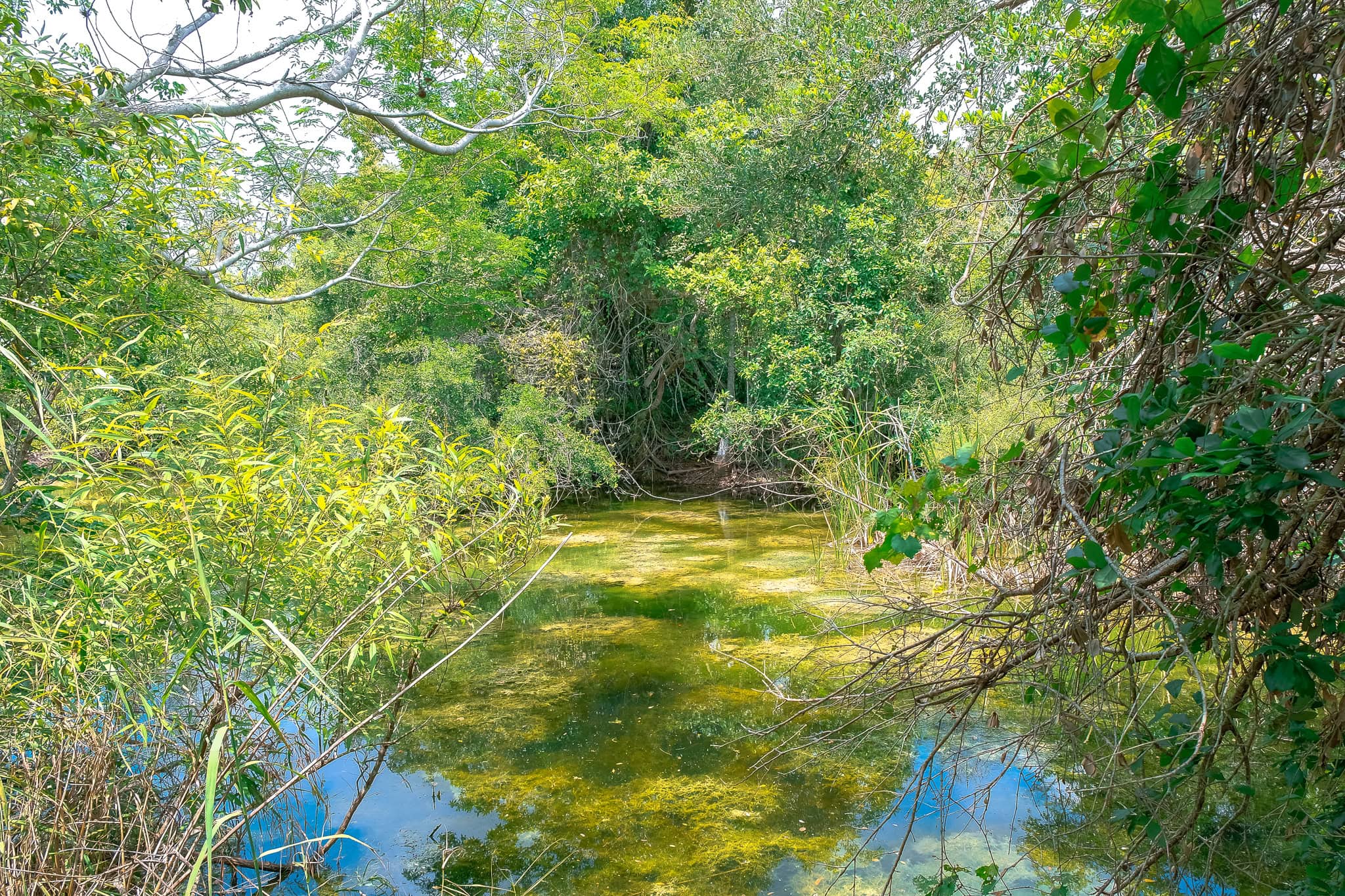 Best hiking trails in Everglades National Park  Gumbo Limbo trail located in the state of Florida, this National Park Guide will tell you everything you need to know about your first visit | herlifeadventures.blog | #everglades #nationalpark #florida #travel #destinations