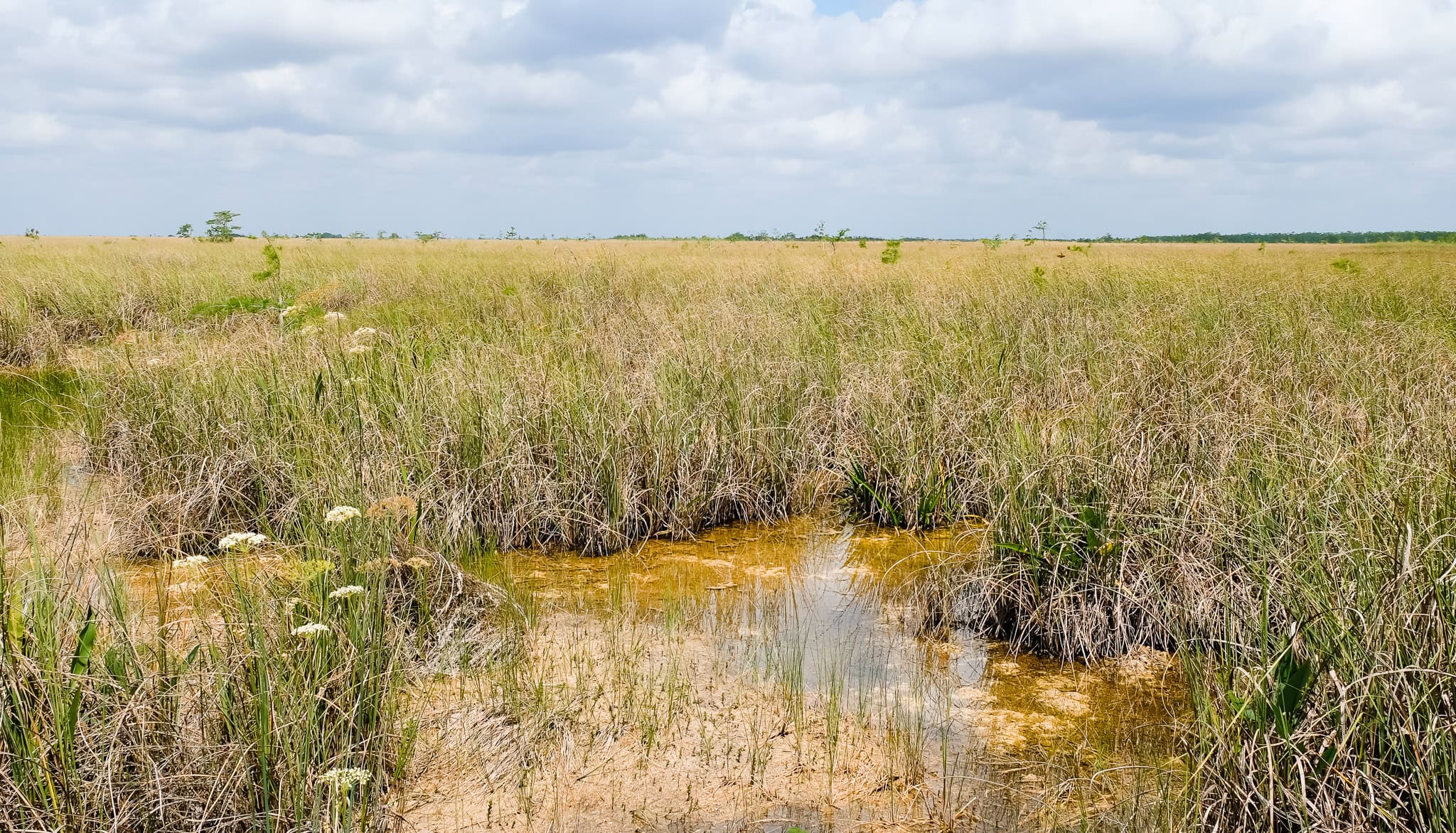 Best hiking trails in Everglades National Park Pa hay okee Overlook Everglades National Park. This National Park Guide will tell you everything you need to know about your first visit | herlifeadventures.blog | #everglades #nationalpark #florida #travel #destinations