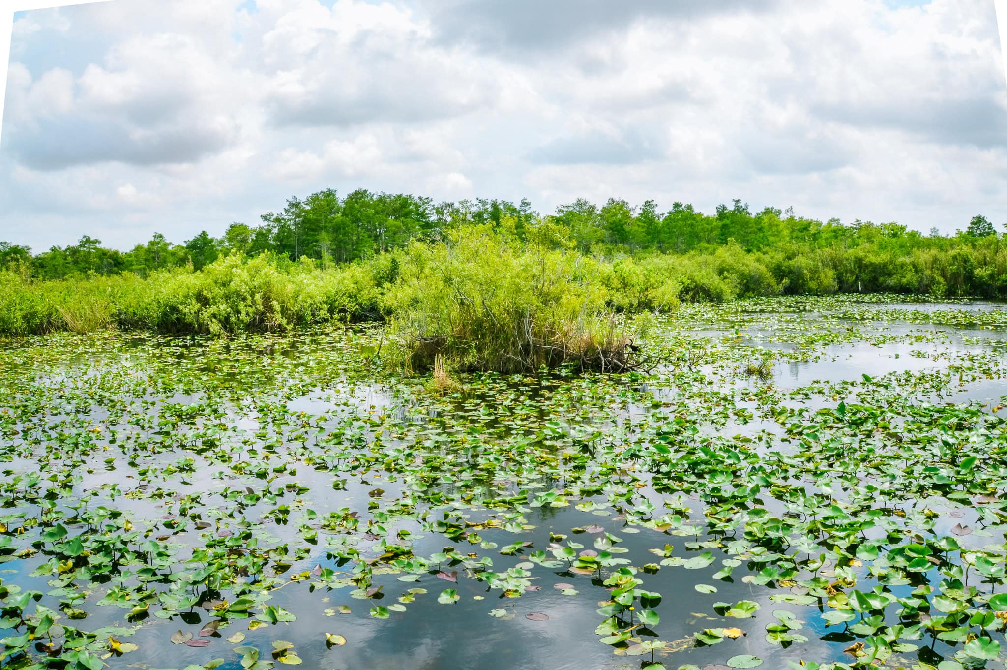 Best hiking trails in Everglades National Park

Hiking Anhinga trail in Everglades National Park is the best way to see wildlife! This National Park Guide will tell you where to hike, what to do + more! | herlifeadventures.blog | #everglades #nationalpark #florida #travel #destinations