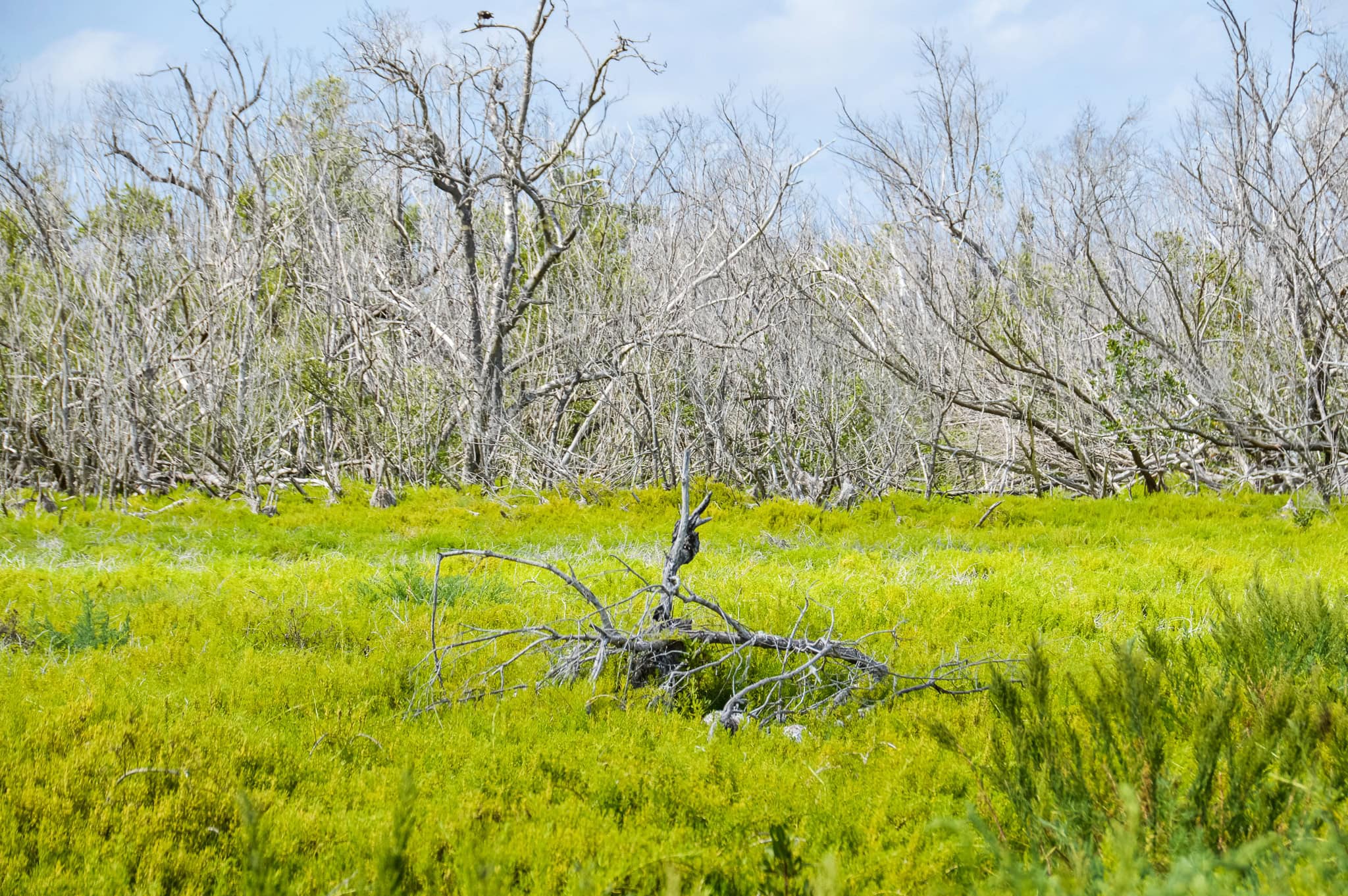 Mangroves ecosystem in Everglades National Park. This guide will tell you everything you need to know about your first visit | herlifeadventures.blog | #everglades #nationalpark #florida #travel #destinations