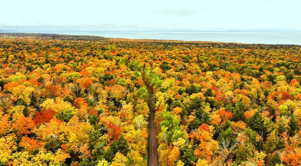 Fall colored forest