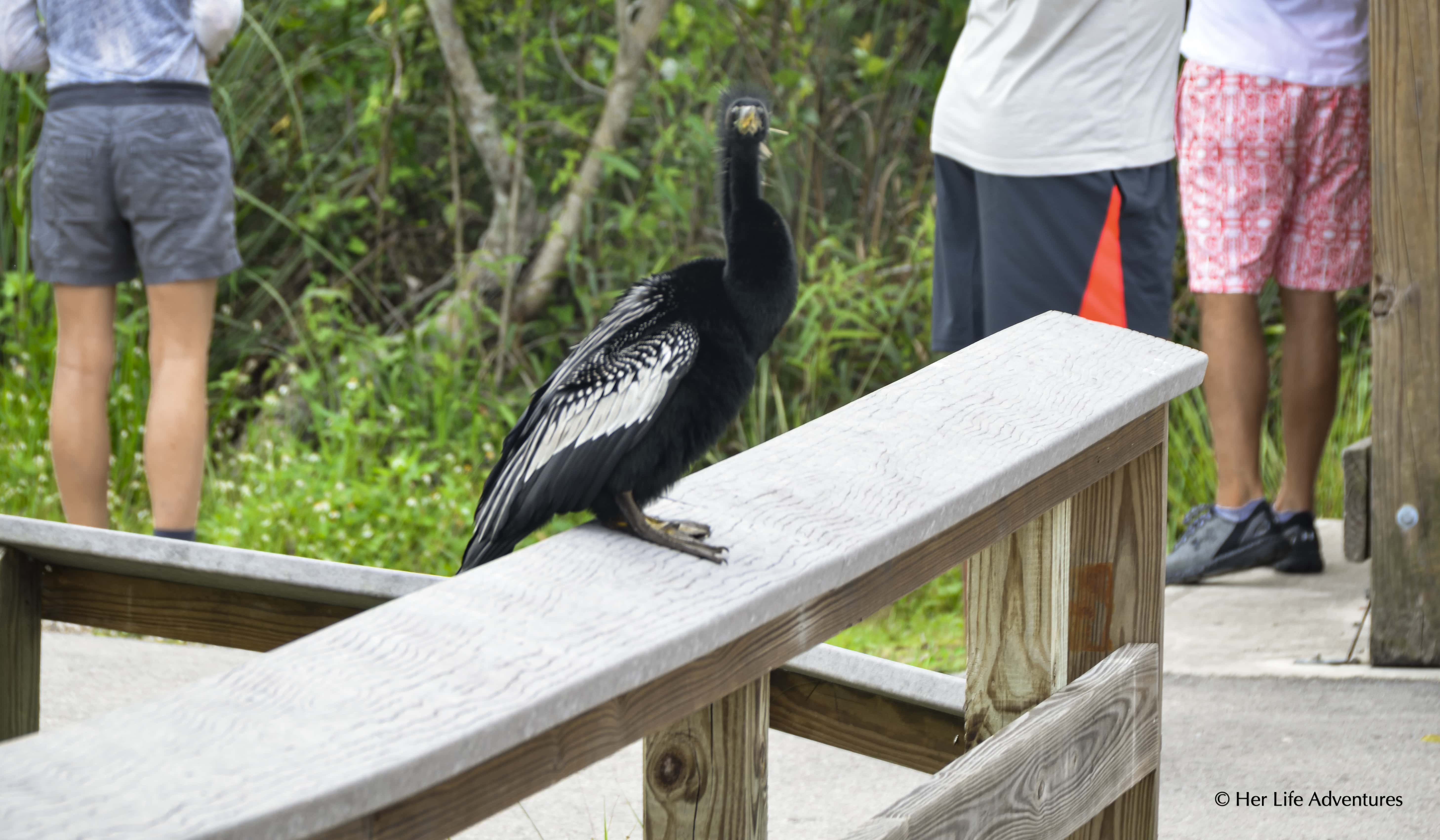 Anhinga Bird on the Anhinga Trail in Everglades National Park