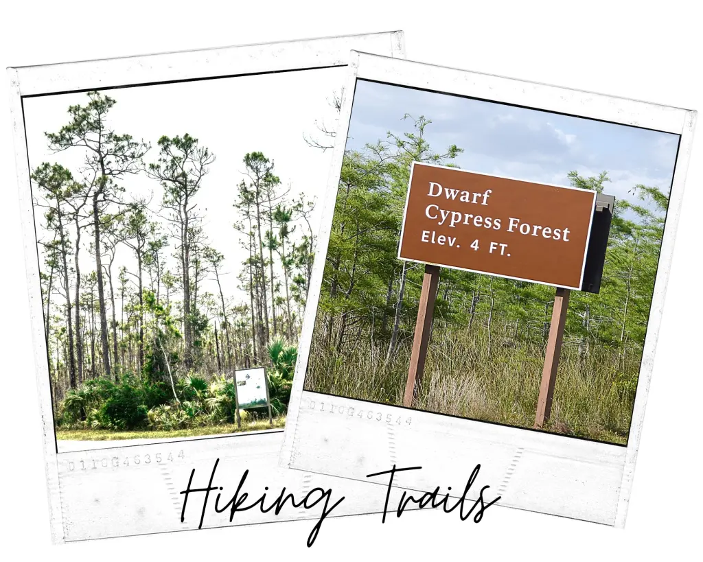 Best hiking trails in Everglades National Park Go #Hiking and explore the diverse ecosystems while you watch for alligators and other wildlife! #nationalpark #adventure #best #thingstodo #anhinga #trail #pinelands #mahogany #hammock