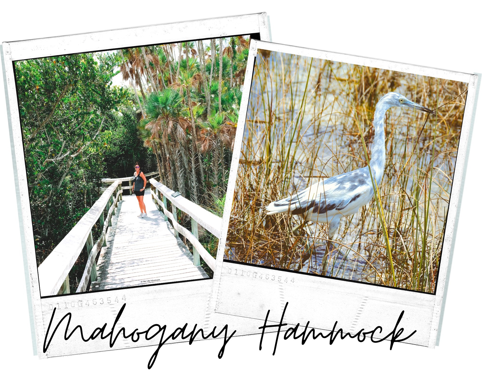 Best hiking trails in Everglades National Park Go #Hiking and explore the diverse ecosystems while you watch for alligators and other wildlife! #nationalpark #adventure #best #thingstodo #anhinga #trail #pinelands #mahogany #hammock