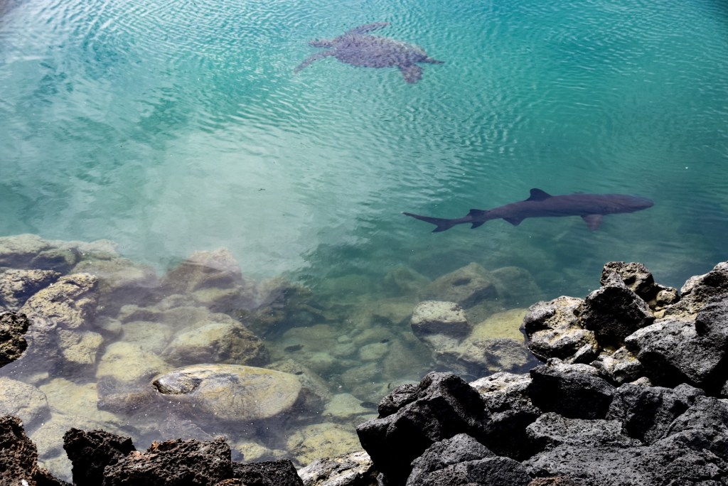 Turtle and Shark on San Cristobal 360 Tour