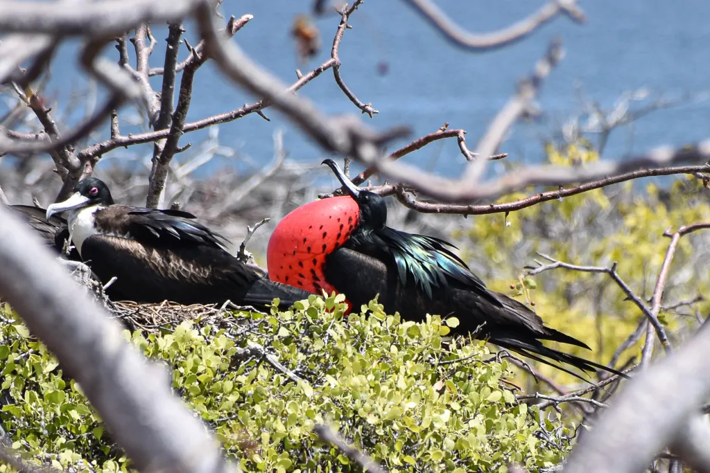 Frigate Bird