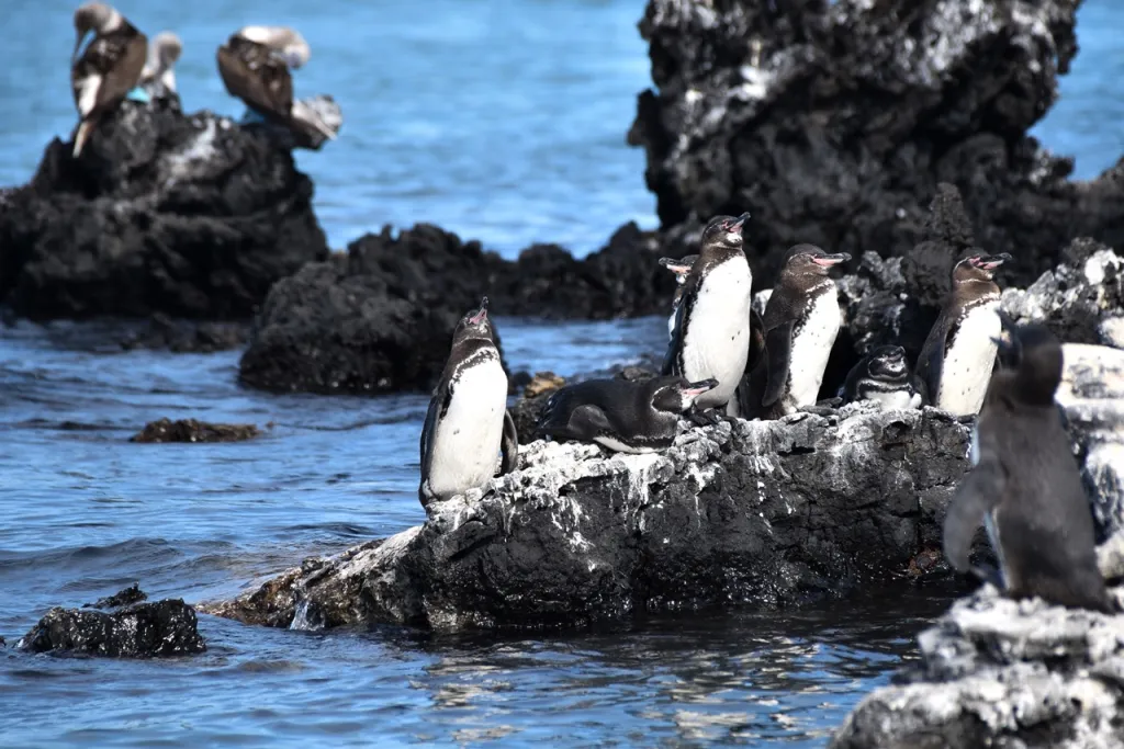 Galapagos Penguins