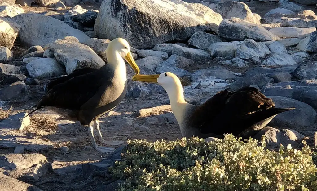 Espanola Island - Galapagos