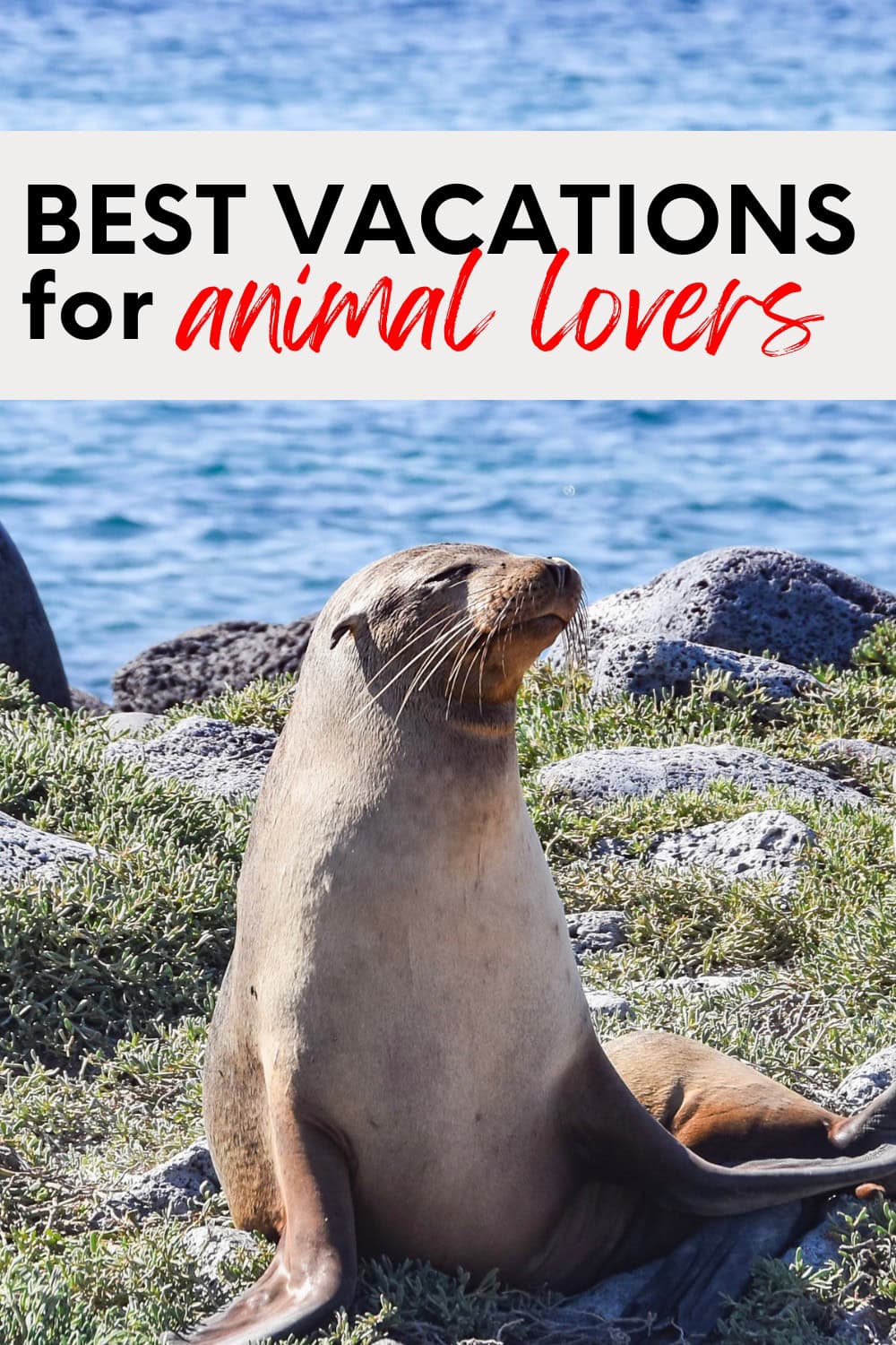 Endroits incroyables que vous pouvez visiter si vous êtes heureux d'apprendre les animaux