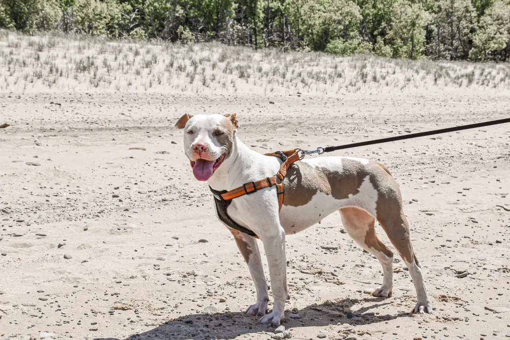Ava on the beach