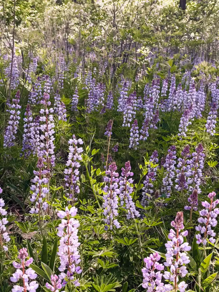 Flowers in Indiana Dunes National Park