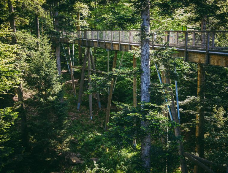 Wooden footbridge amid vibrant trees in a serene forest setting, perfect for nature photography.
