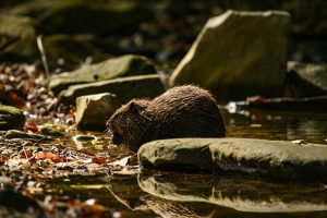 A beaver in a tranquil stream surrounded by fall foliage, captured in natural habitat.