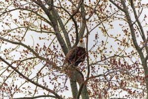 A majestic bald eagle perched in a blossoming tree in Seneca Falls, New York.