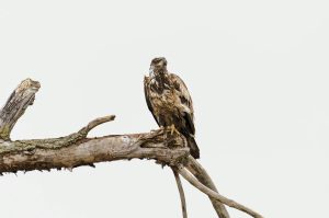 A majestic juvenile bald eagle perched on a branch in Seneca Falls, NY.