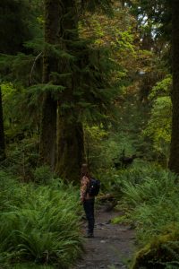 The Hoh Rainforest In Washington