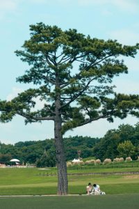 A serene park scene with a tall tree and relaxing people near Nagoya, Japan.