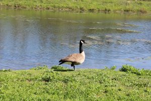 A serene scene of a Canadian goose standing by a pond in Canal Winchester, Ohio.