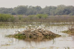 A serene view of herons resting on a small island in Bharatpur's lush wetlands.
