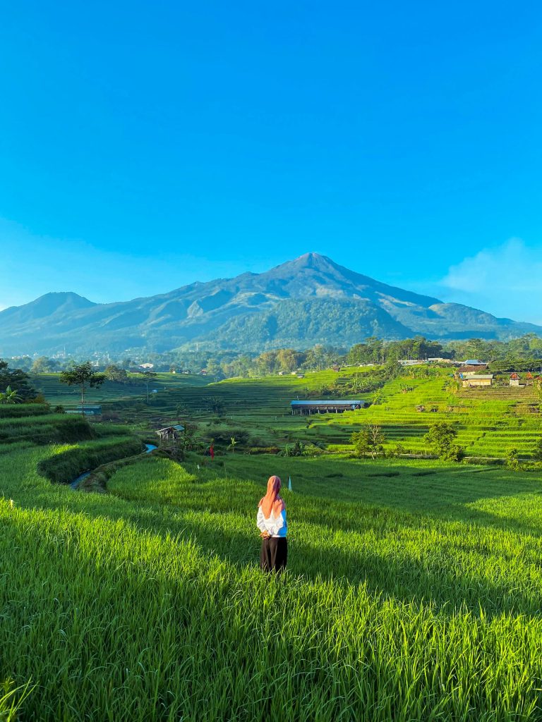 A serene view of Mount Arjuno amidst lush rice fields in East Java, Indonesia.