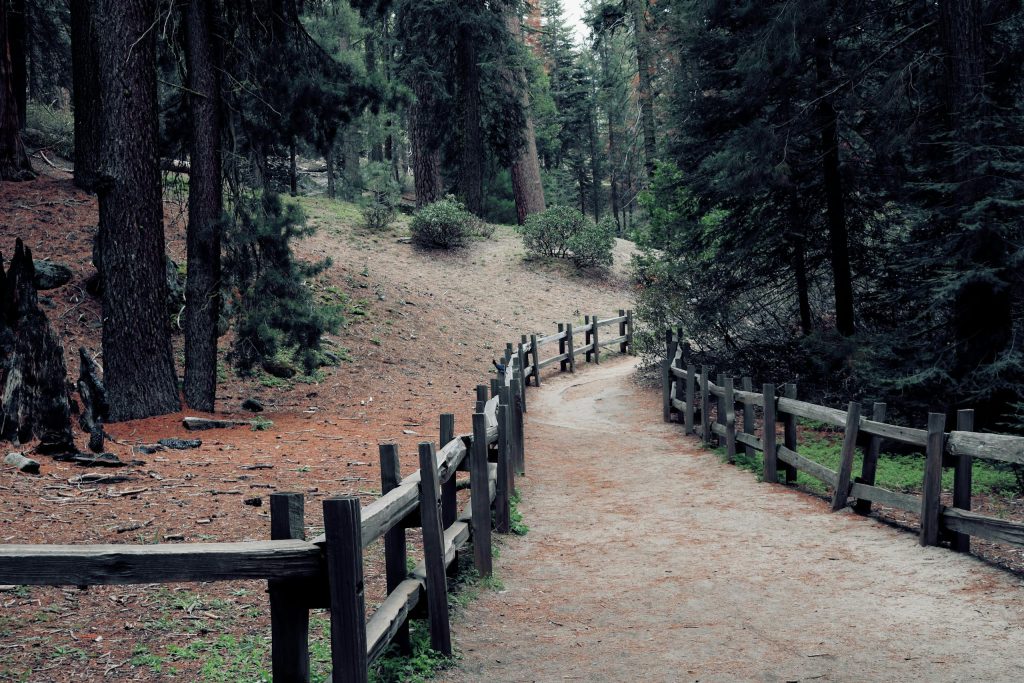 A tranquil forest pathway surrounded by towering trees and a rustic wooden fence in Sequoia National Park.