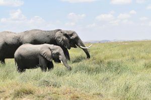 African elephants grazing in the lush savanna of Kajiado, Kenya, under a bright sky.