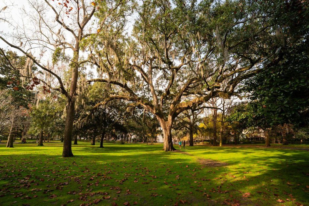 Live Oaks Of Savannah Georgia