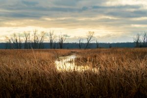 Beautiful sunrise over marshland at Montezuma Wildlife Refuge, New York.