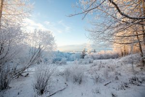 Captivating snow-covered scenery in Anchorage, Alaska, with frosty trees and a clear sky.