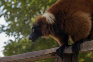 Close-up of a Red Ruffed Lemur perched on a wooden fence with a blurred forest background.