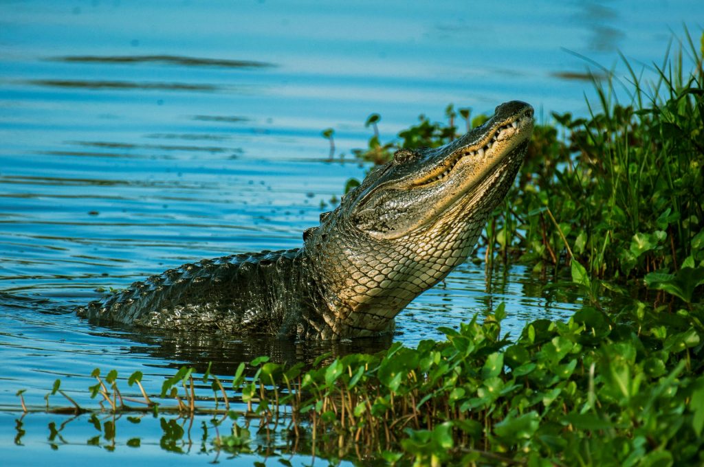 Close-up of an American alligator emerging from water in Lakeland, Florida wetlands.
