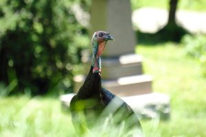 Close-up shot of a wild turkey in lush greenery, Cincinnati, OH.