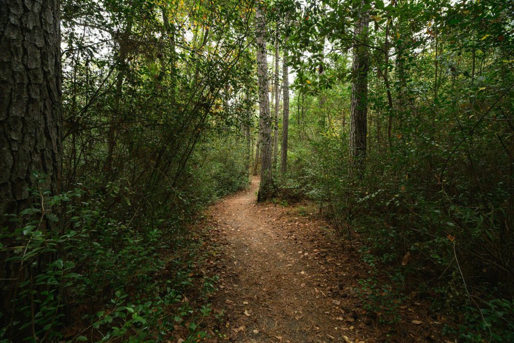 Discover the serene beauty of a forest trail during fall in Columbia, South Carolina, perfect for nature walks and outdoor adventures.