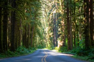 The Hoh Rainforest In Washington