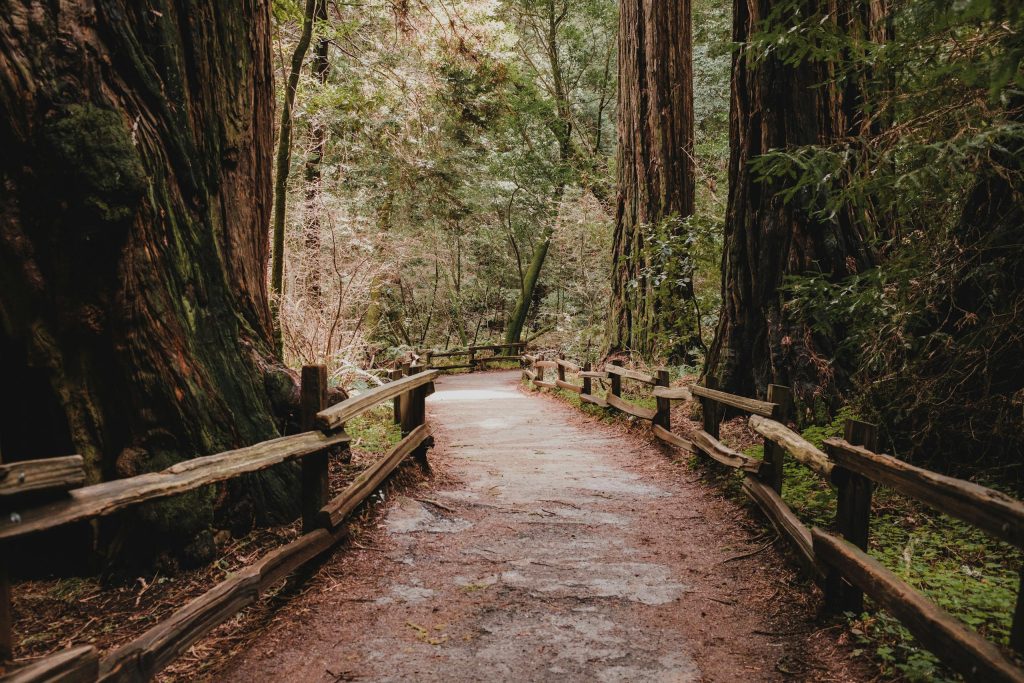 Quiet Groves Of Muir Woods In California