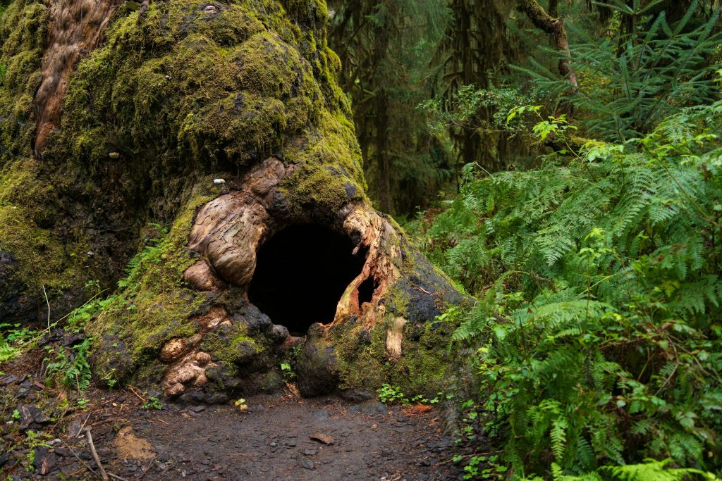 Explore the lush moss-covered trees of Hoh Rainforest in Olympic National Park, Washington.