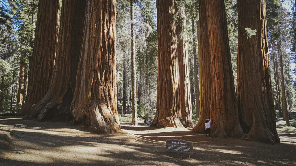 Explore the towering giant sequoias in Mariposa Grove, a stunning natural wonder in Yosemite National Park.