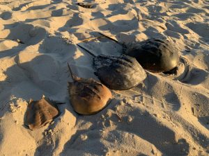 Four horseshoe crabs resting on a sandy beach under warm sunset light.