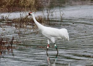 Majestic whooping crane navigates a serene wetland scene in Decatur, Alabama.