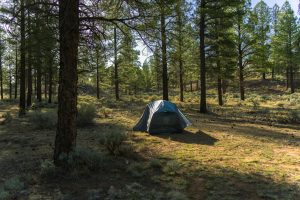 Peaceful camping site in Arizona forest under sunlight, surrounded by trees and nature.