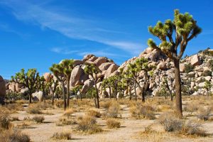 Vibrant desert scene featuring Joshua trees and clear blue skies at Joshua Tree National Park.