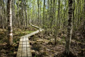 Wooden walkway winding through a lush, green forest in South Africa, ideal for nature exploration.
